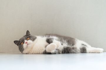 British Shorthair cat lying on the floor