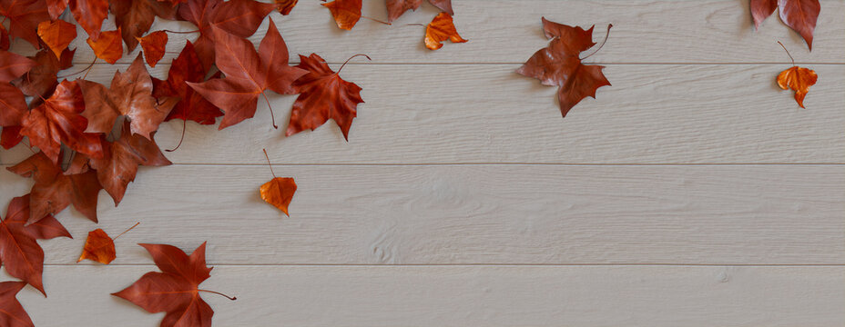 Thanksgiving Wallpaper with Fall leaves on White wood Surface.
