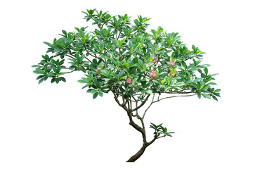 plant isolated on white with path