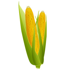 Two ripe corn cobs with golden grains and green leaves isolated on white background. Design element.