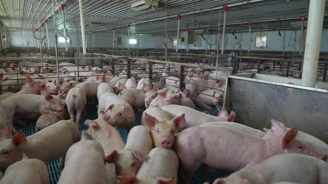 View inside factory pig farm. Hog and swine industry. Animals in cramped cages raised for meat.