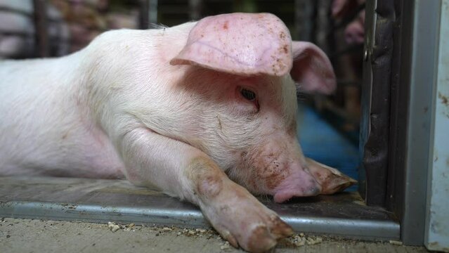 Happy piglet lays on floor of farm. Baby pig. Close up of snout and face, head.