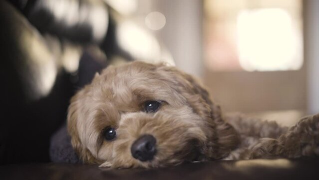 Sad Cockapoo Dog Lying On The Couch Inside The House. - close up
