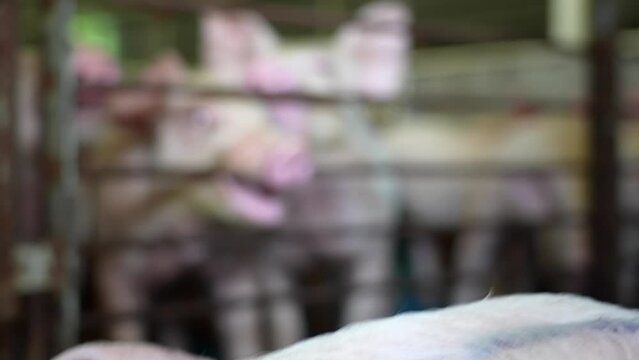 Close-up of pig snout face ear and ear. Hog head view.
