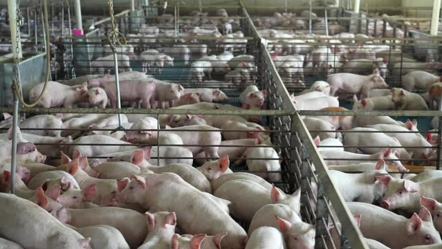 Factory farm for piglets. Crowded pens and cages. Pigpen area where animals are raised for meat.