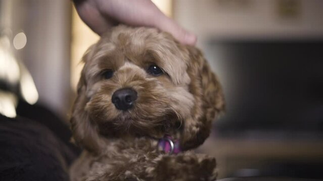 Man Petting Cockapoo Dog Head. - close up