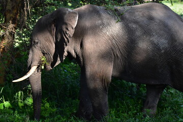 Fototapeta premium elephant, family, herd, king, large, animal, wild, wildlife, safari, mammal, nature, grass, africa, tanzania, serengeti, animals, green, spring