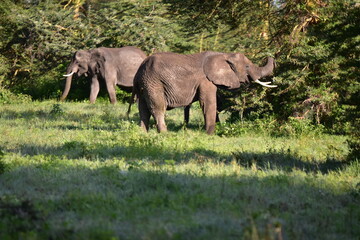 Fototapeta premium African Elephants in Serentegti, tanzania