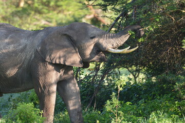 Fototapeta premium elephant, family, herd, king, large, animal, wild, wildlife, safari, mammal, nature, grass, africa, tanzania, serengeti, animals, green, spring