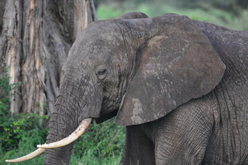 Fototapeta na wymiar elephant, family, herd, king, large, animal, wild, wildlife, safari, mammal, nature, grass, africa, tanzania, serengeti, animals, green, spring