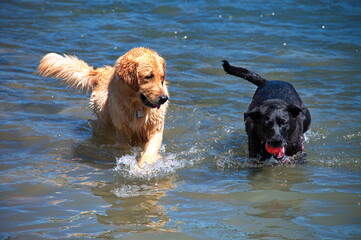 Two dogs playing with a ball in river