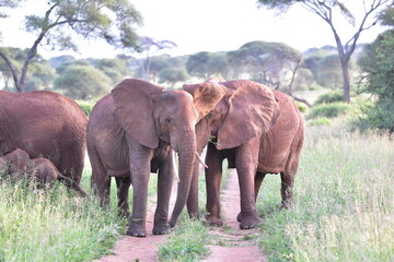 elephant, family, herd, king, large, animal, wild, wildlife, safari, mammal, nature, grass, africa,...
