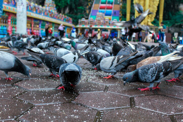 pigeons in the Temple