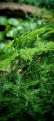 green grass with drops