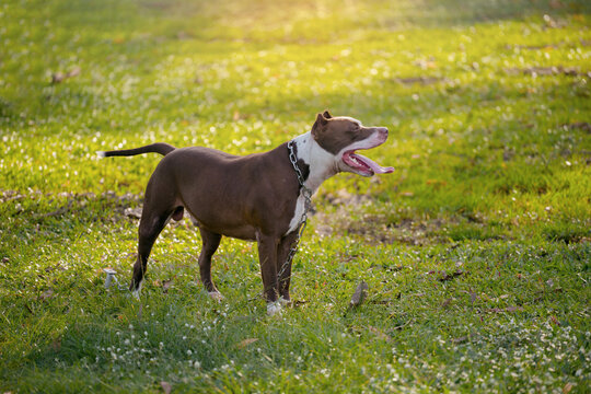Brown pitbull puppy on the green field.