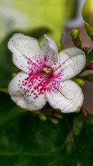 close up of white pink dotted flower