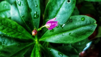 Rain drop on a leaf of flower