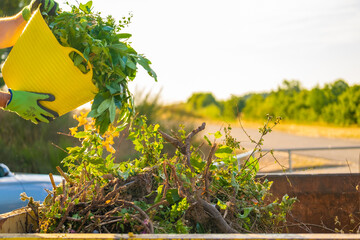 Green compost pours into a rusty metal tank in the sun.green compost with many different plant....