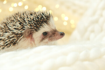 Hedgehog.Cute white-bellied hedgehog in a white knitted scarf.Winter season for pets.Hedgehogs and...