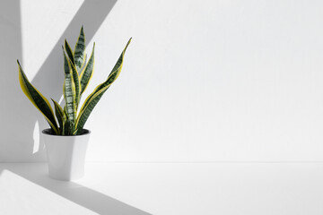 Sansevieria plant in a modern pot in the sun against the background of a white wall. Home plant Sansevieria trifa. Home gardening concept. Houseplants in a modern interior.	