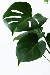 Beautiful monstera leaves or Swiss Cheese plant on a white background. Monstera in a modern interior. Minimalism concept. Copy space, selective focus - obrazy, fototapety, plakaty