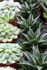 Echeveria, succulent and haworthia in pots grow in the greenhouse. Rows of house plants for sale at the flower market. Selective focus