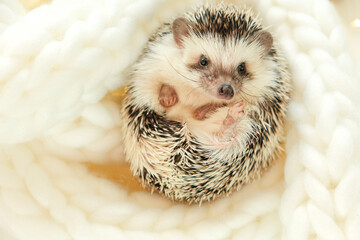 Hedgehogs and Christmas cozy holiday mood.Cute little hedgehog.Hedgehog.Cute African white-bellied hedgehog in a white knitted scarf.Winter season for pets. © Yuliya