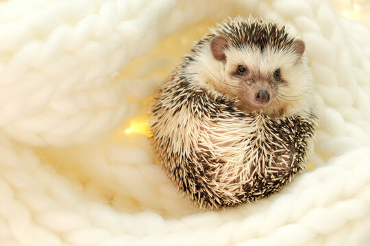 Hedgehog.Cute African white-bellied hedgehog in a white knitted scarf.Winter season for pets.Hedgehogs and Christmas cozy holiday mood.Cute little hedgehog