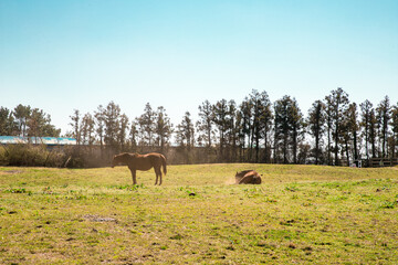 two horses in the field