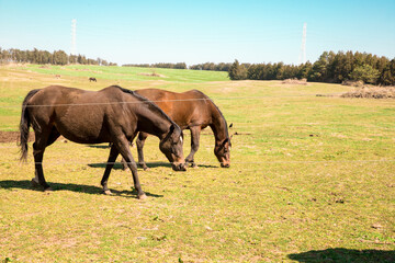 a grass-eating horse