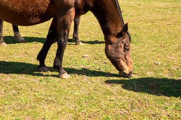 a grass-eating horse