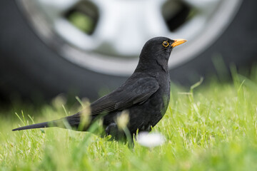 A male blackbird on the ground in the grass with a tire in the background.