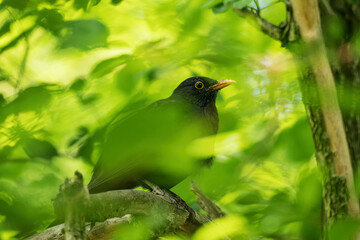 A male bird scythe on a branch.