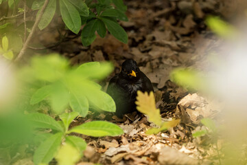 Male blackbird scythe on the ground with leaves.