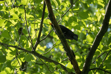 A male bird scythe on a branch.