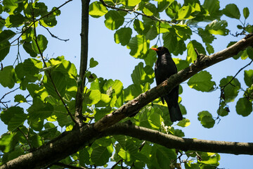 A male bird scythe on a branch.