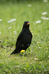 Male blackbird on the ground in the grass.