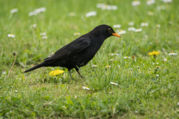Male blackbird on the ground in the grass.