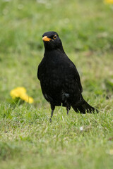 Male blackbird on the ground in the grass.