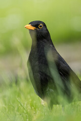 Male blackbird on the ground in the grass.