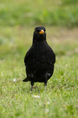 Male blackbird on the ground in the grass.