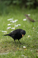 Male blackbird on the ground in the grass.
