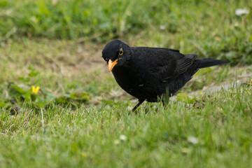 Male blackbird on the ground in the grass.