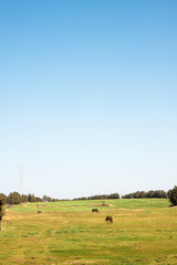 a horse that is grazed in the field