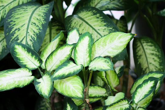 Dieffenbachia camilla or green snowdrop plant growing in garden background