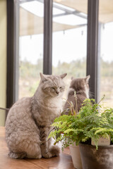 a cat with its eyes closed