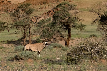 Namibia, the Namib desert in the Dead Valley, an oryx standing in the savannah
