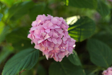 Close up light pink hortensia fresh flowers blur background.