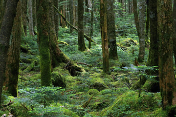 木洩れ日がさす、美しい苔の森と原生林
