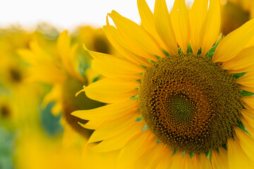 Fototapeta premium sunflower close up